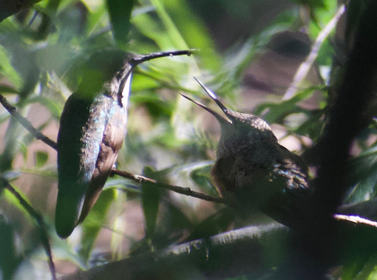 Broad-tailed Hummingbird - ML610538854