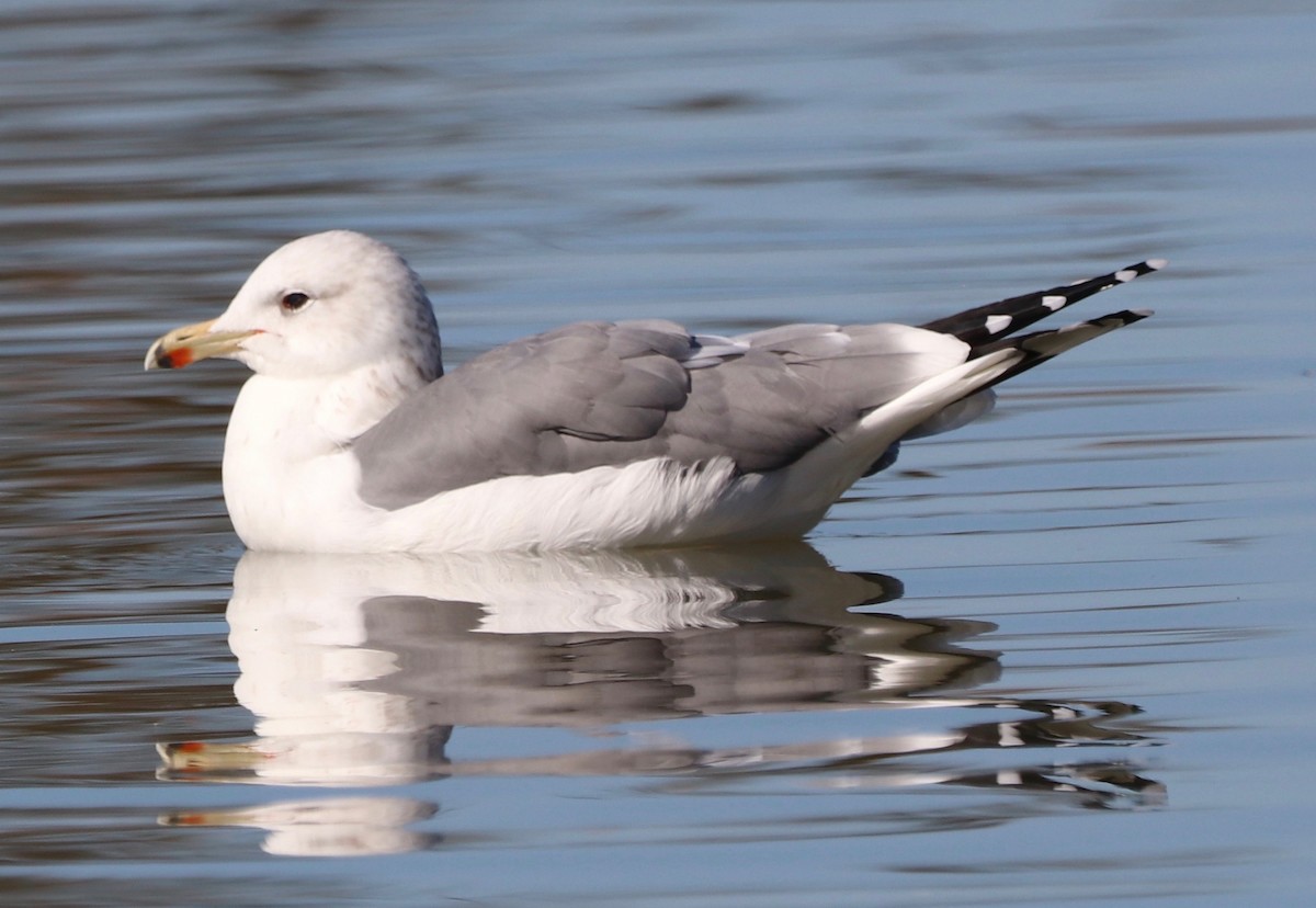 California Gull - ML610538872