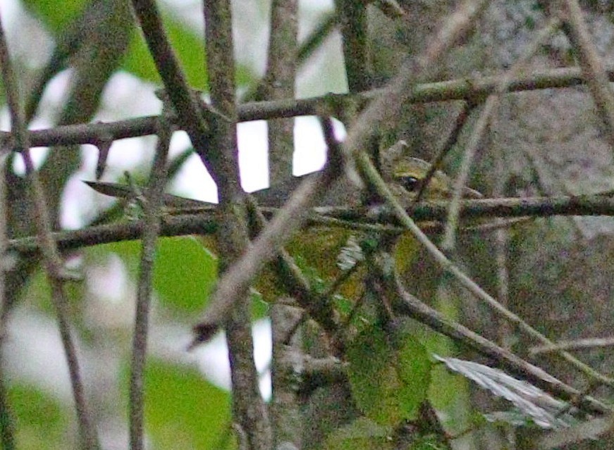 Golden-crowned Warbler - ML610538892