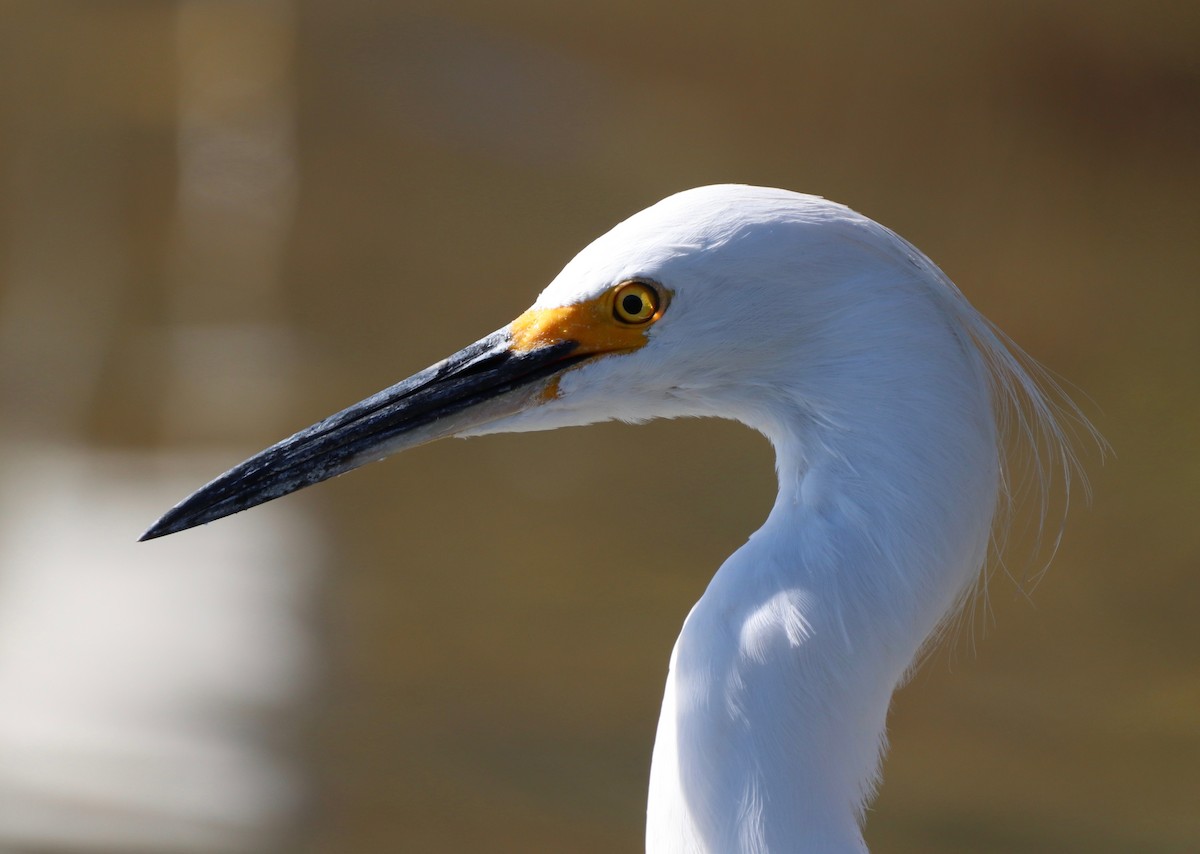 Snowy Egret - Chris Overington