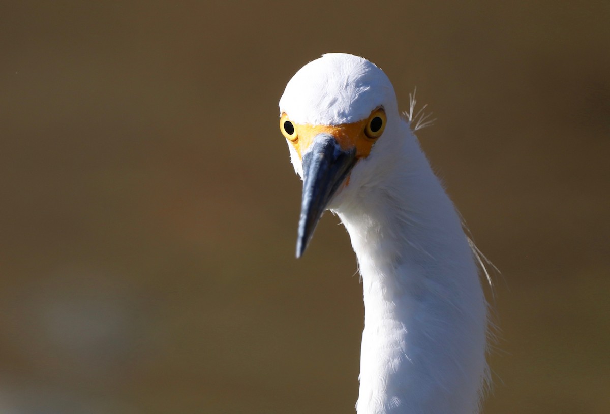 Snowy Egret - ML610538914