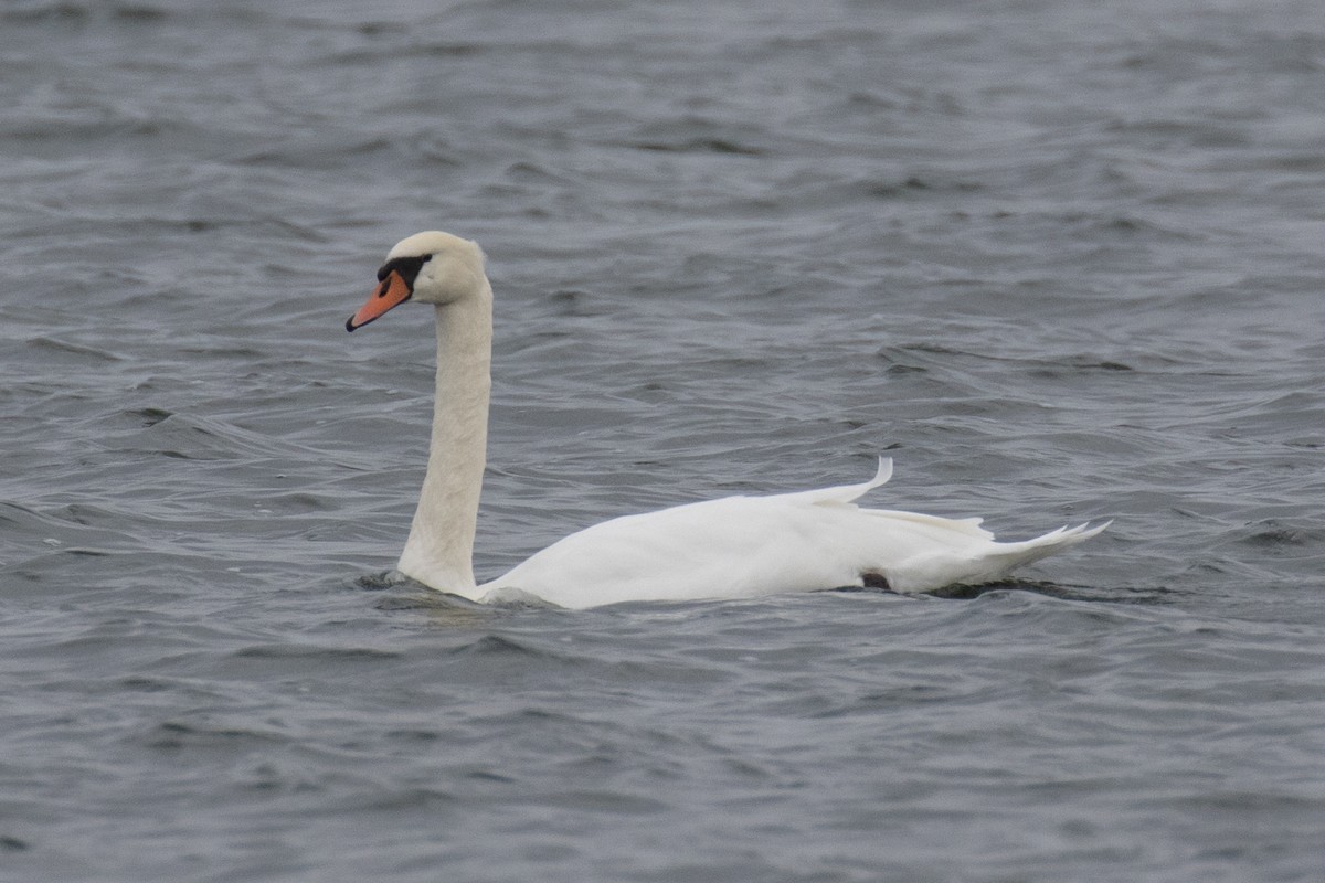 Mute Swan - ML610538924