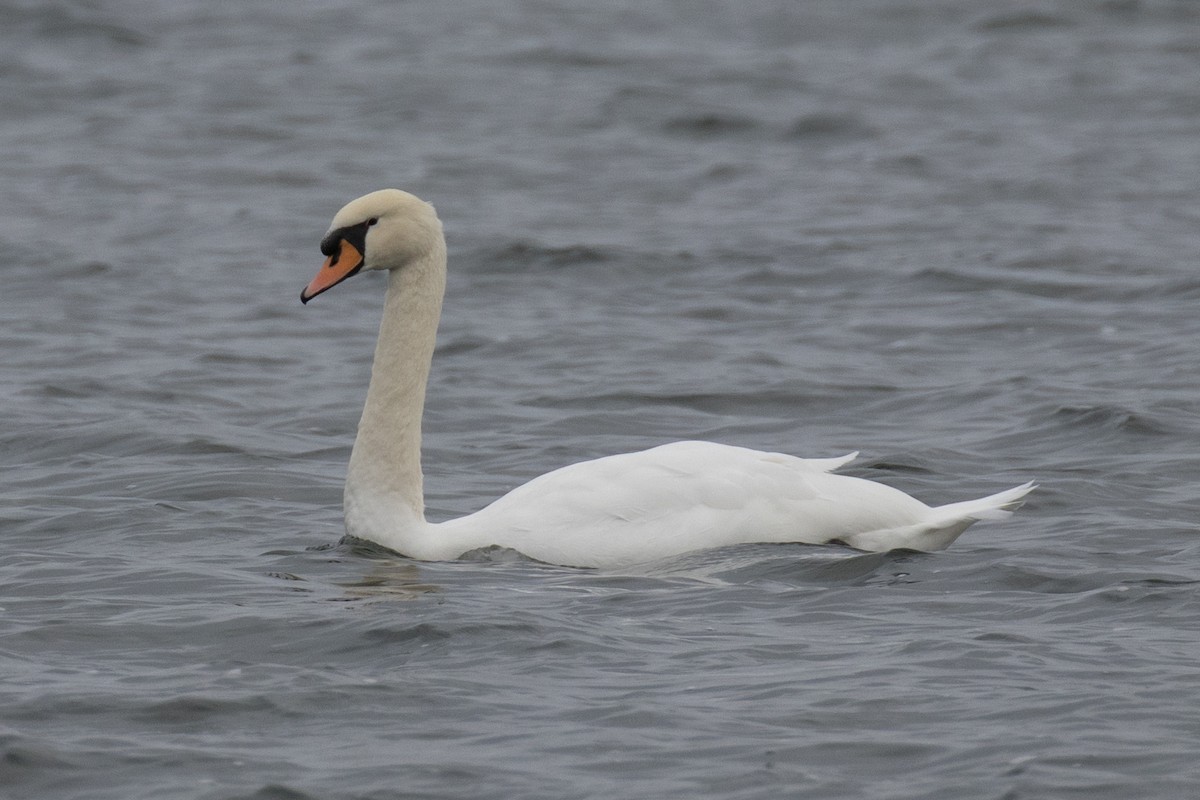 Mute Swan - ML610538926