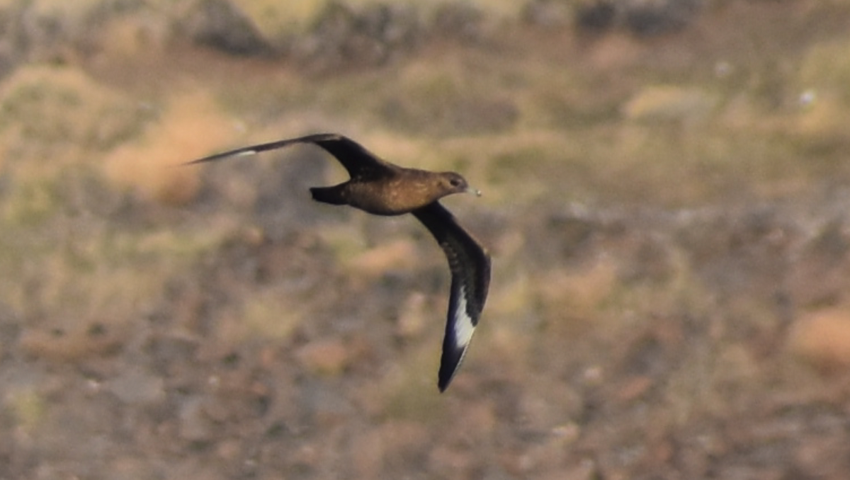 Parasitic Jaeger - ML610538978