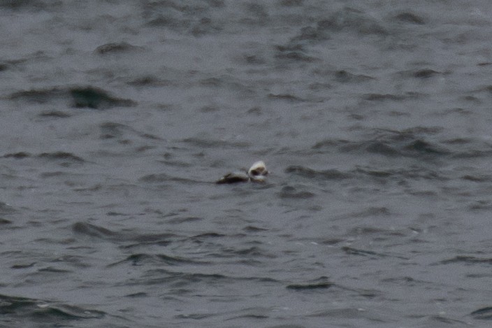 Long-tailed Duck - ML610539005