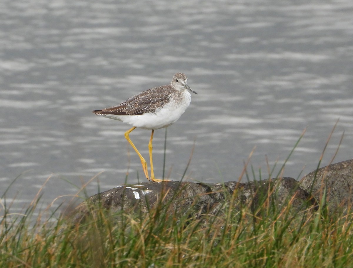 Greater Yellowlegs - ML610539125