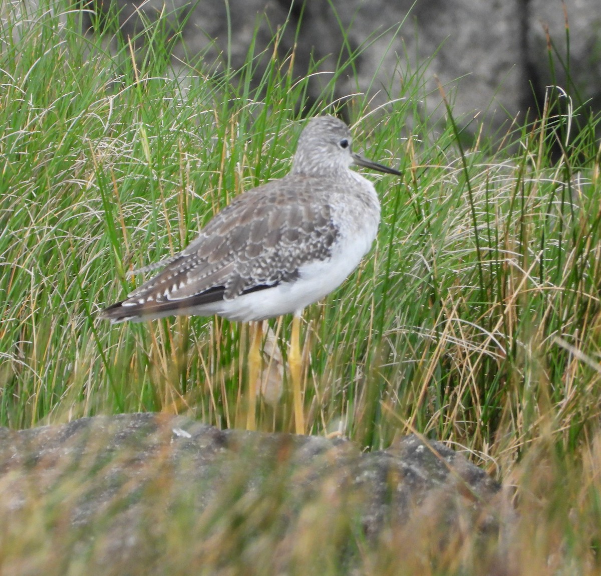 Greater Yellowlegs - ML610539126