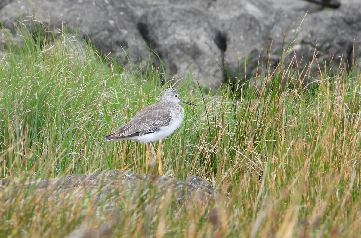 Greater Yellowlegs - ML610539127