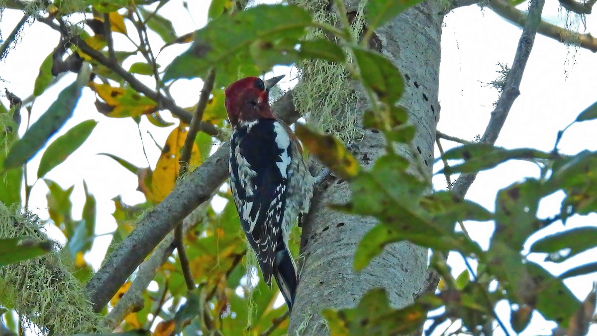 Red-breasted Sapsucker - ML610539156
