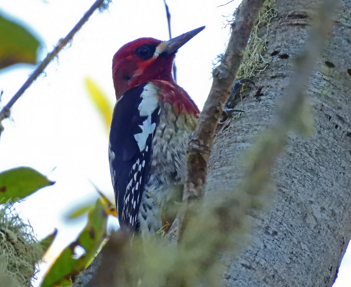 Red-breasted Sapsucker - ML610539157