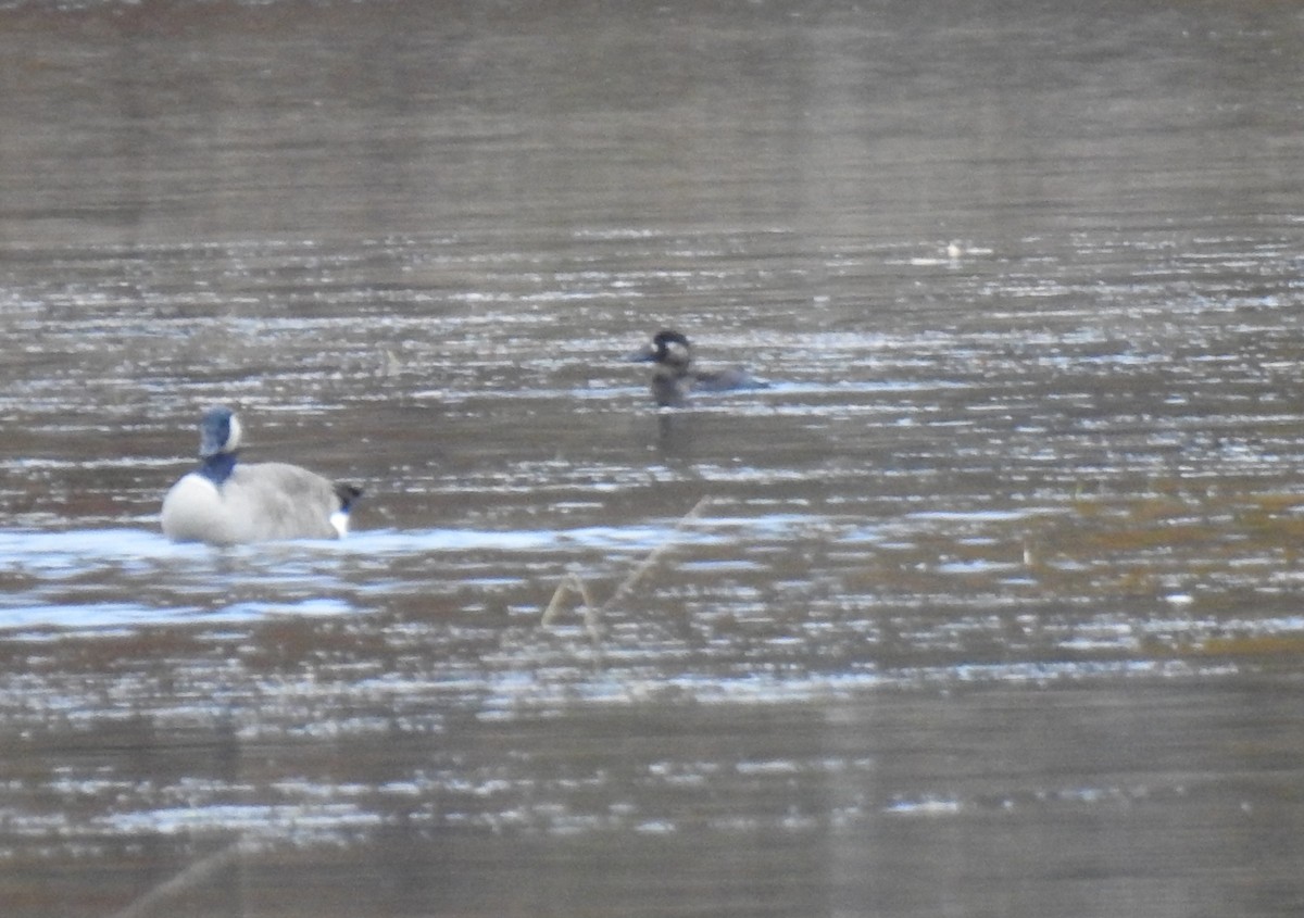 Surf Scoter - ML610539181