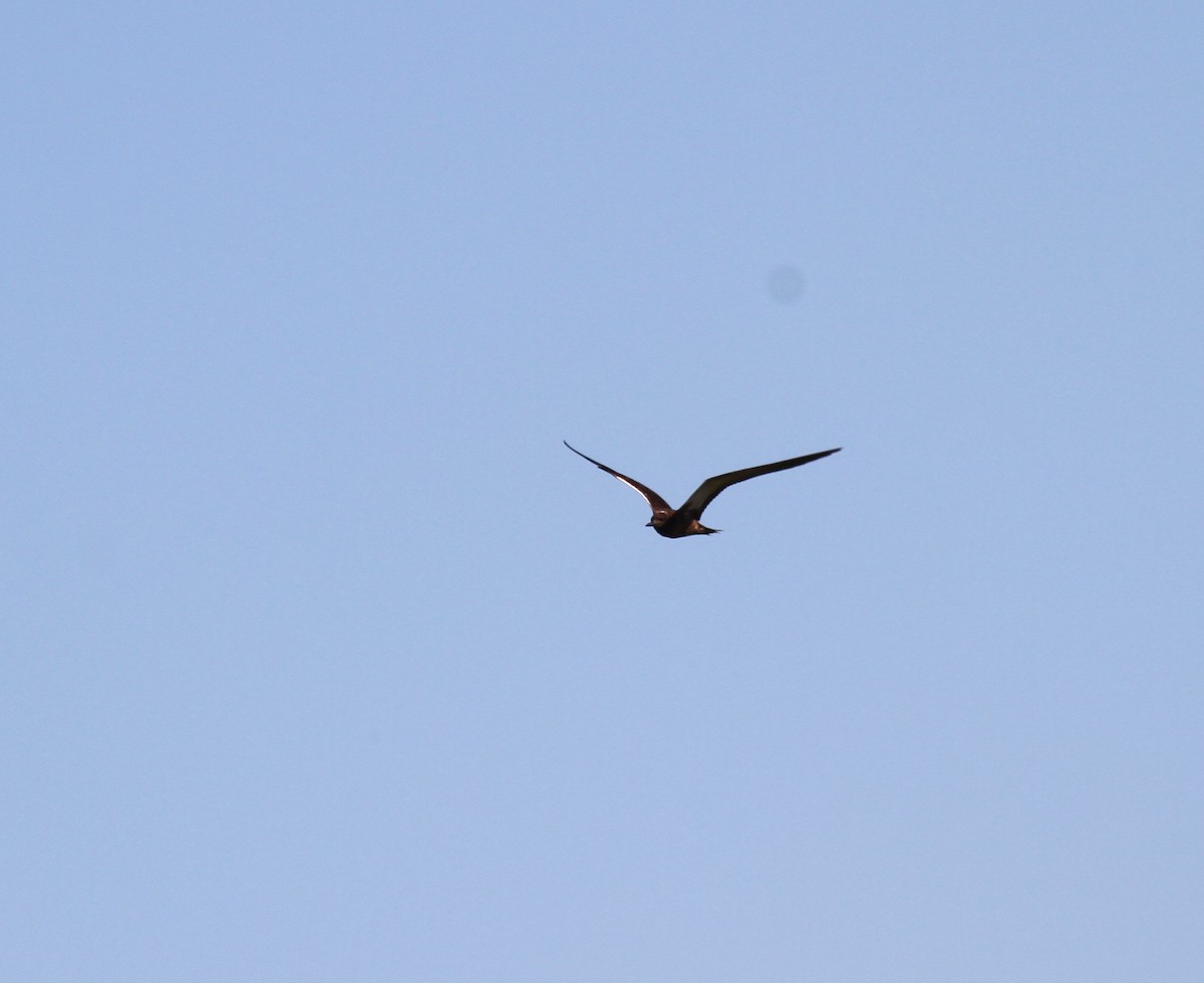 Sooty Tern - ML610539190