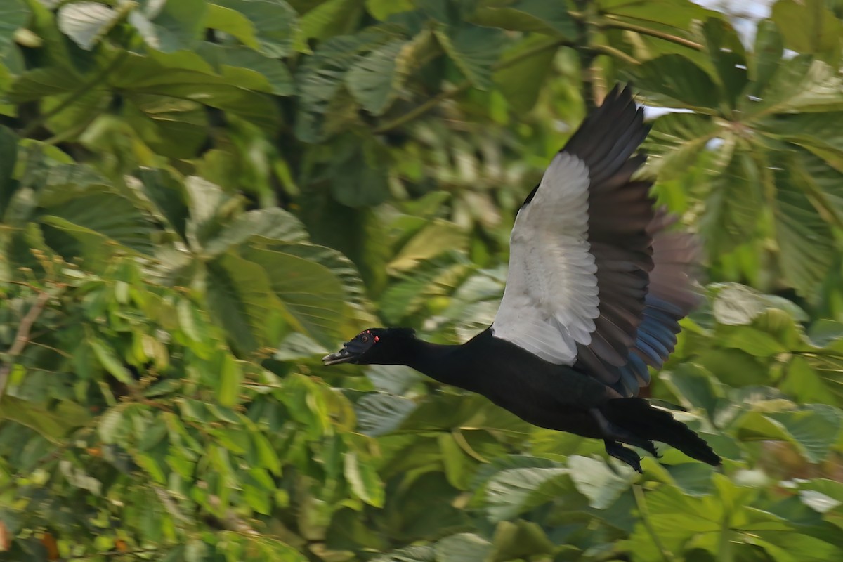 Muscovy Duck - ML610539205