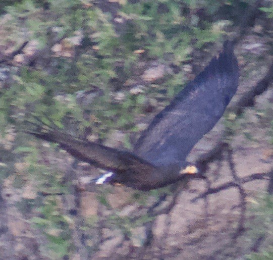 Common Black Hawk - Asher Perla