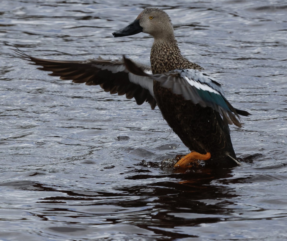 Cape Shoveler - ML610539250