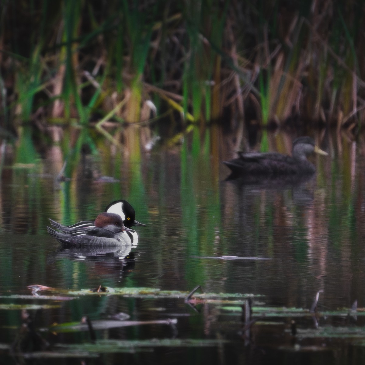 Hooded Merganser - ML610539300