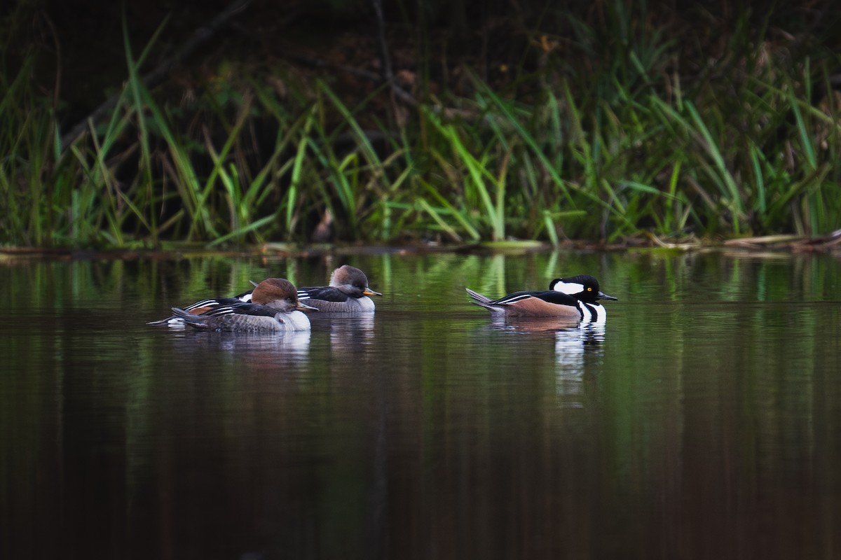 Hooded Merganser - Karl Foutter