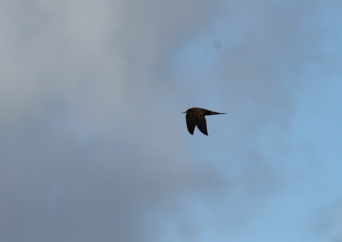 Sooty Tern - ML610539330