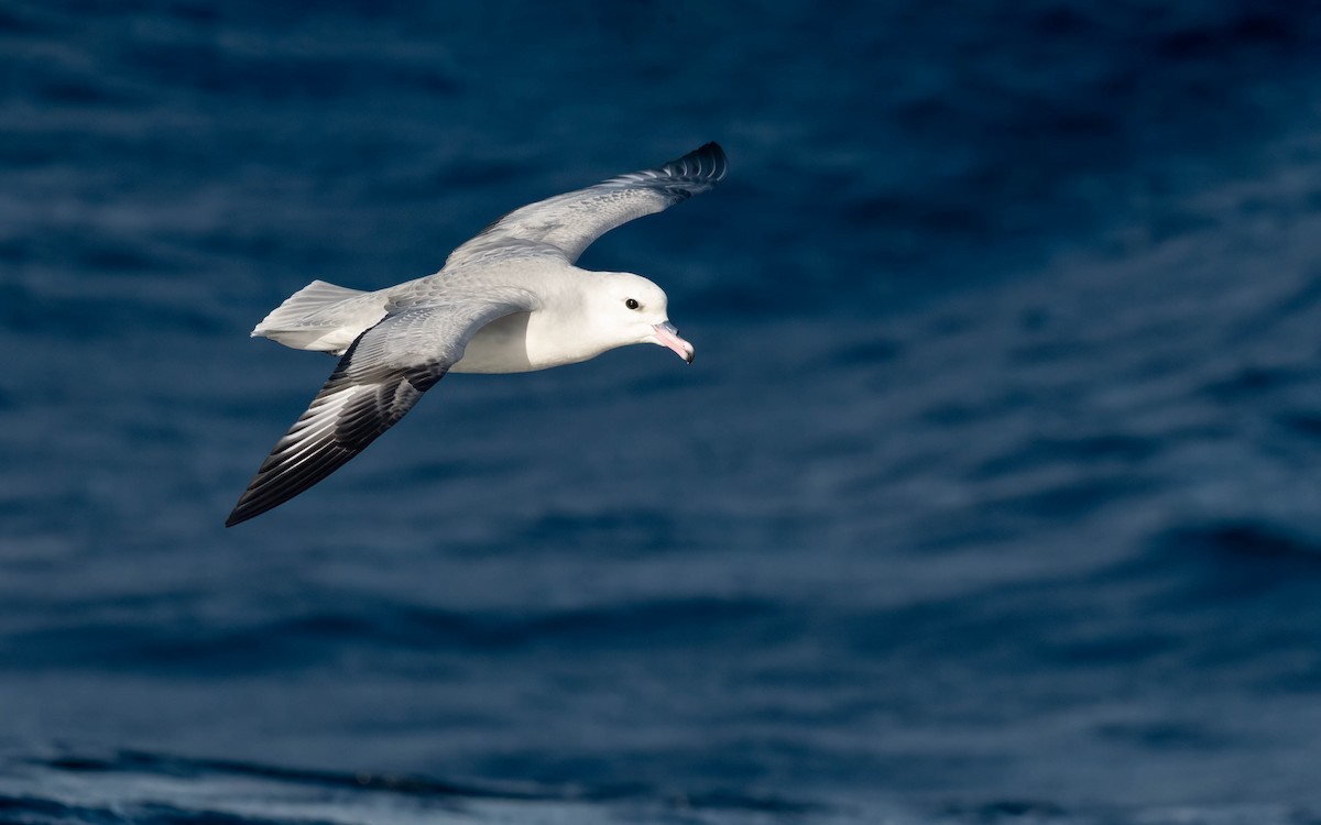 Southern Fulmar - ML610539374