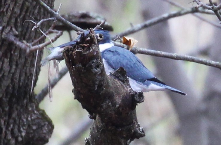 Belted Kingfisher - ML610539397