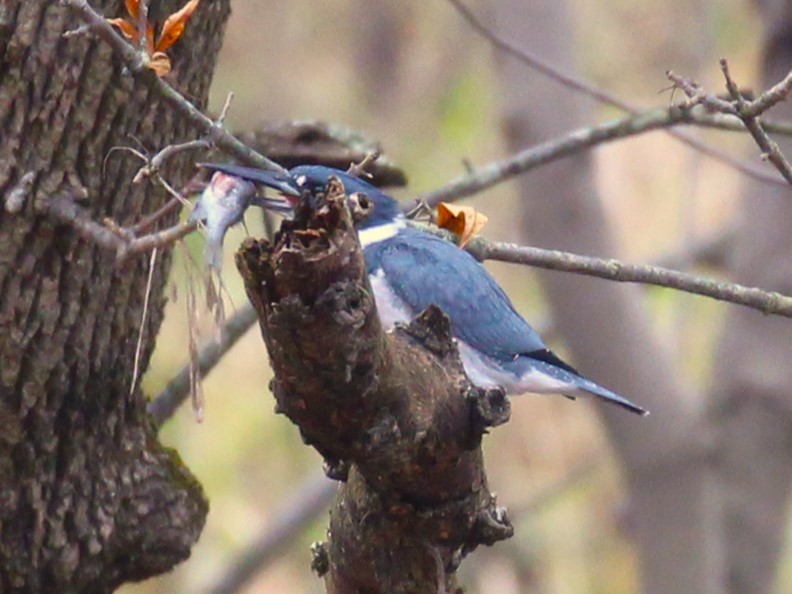 Belted Kingfisher - ML610539398