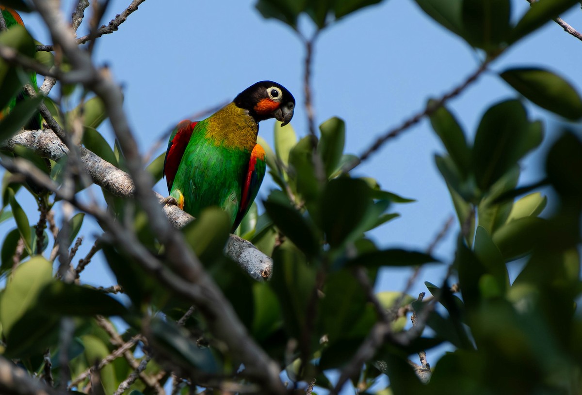 Orange-cheeked Parrot - ML610539404