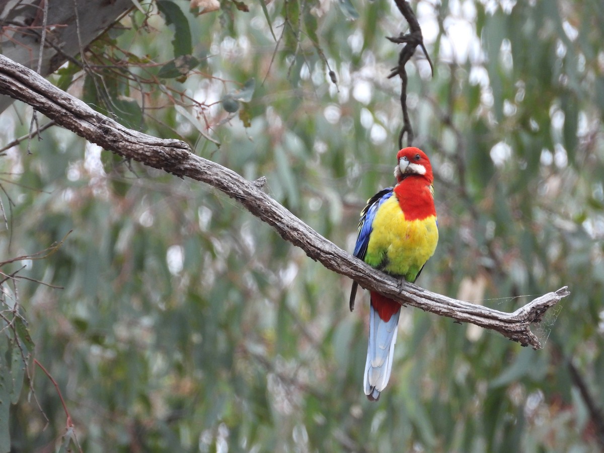 Eastern Rosella - ML610539502