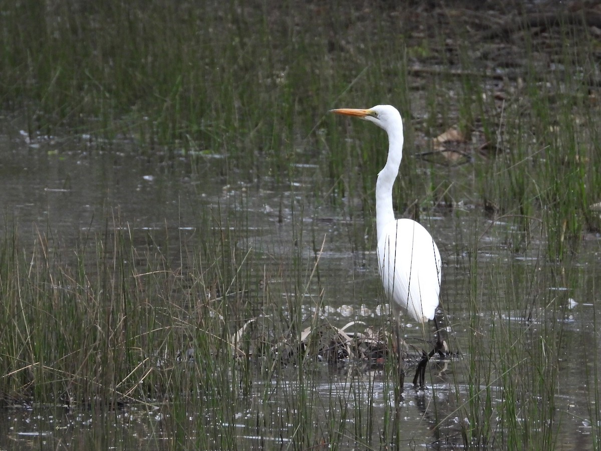 Great Egret - ML610539506