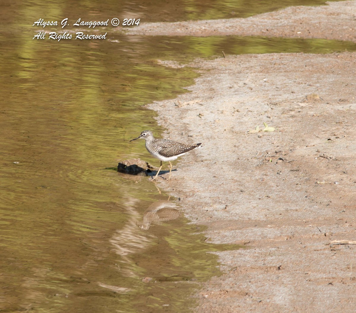 Solitary Sandpiper - ML61053951