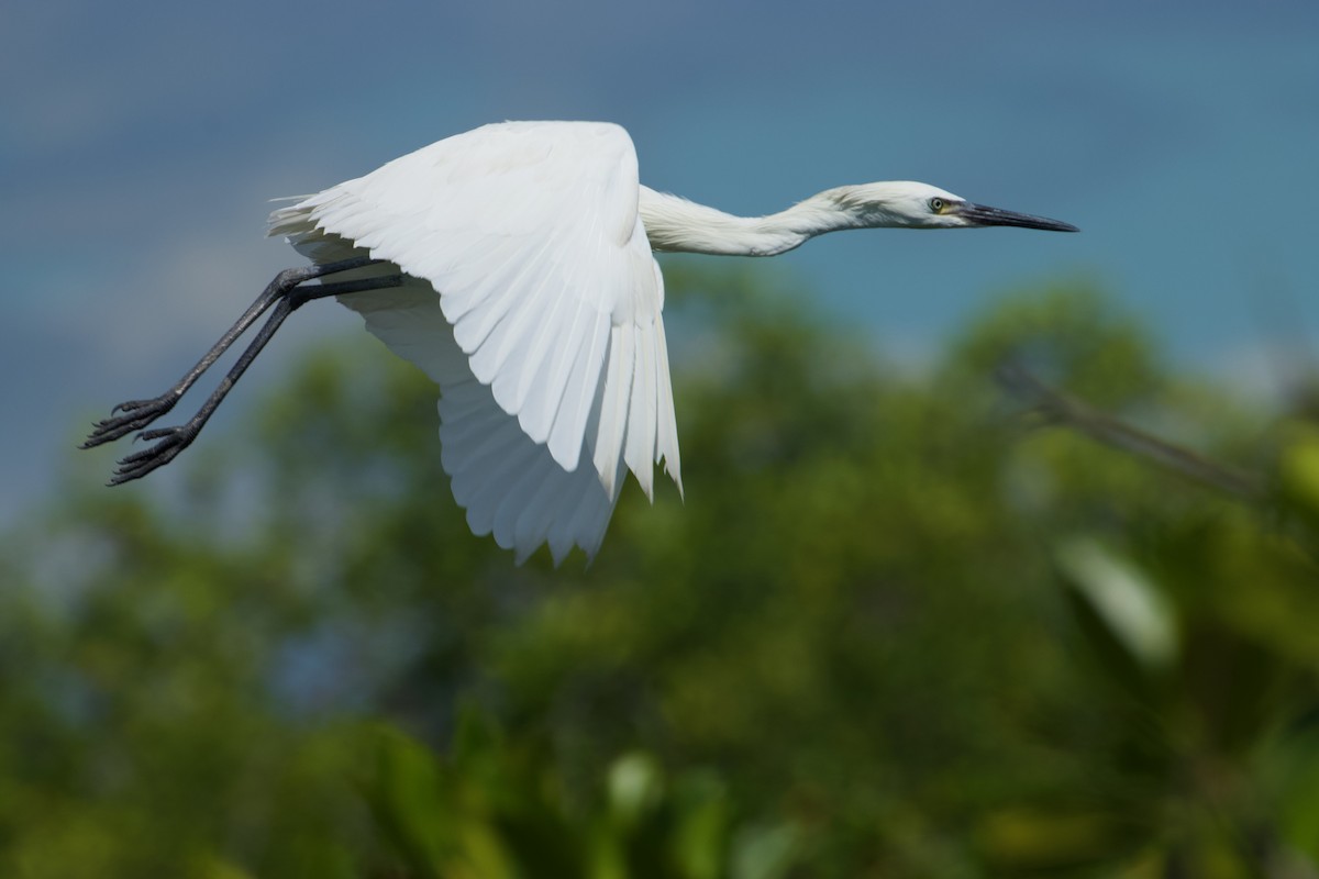 Aigrette roussâtre - ML610539551