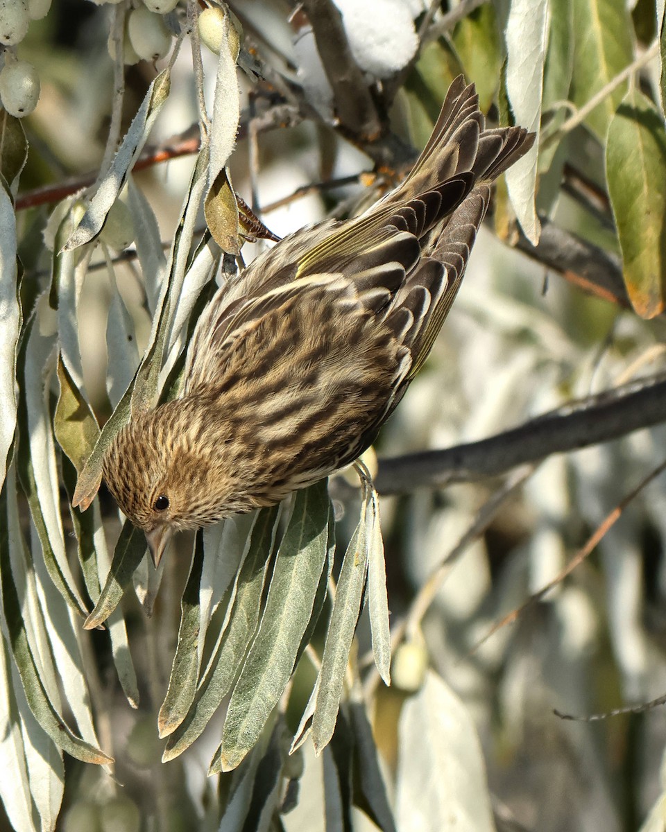 Pine Siskin - Steve Parker