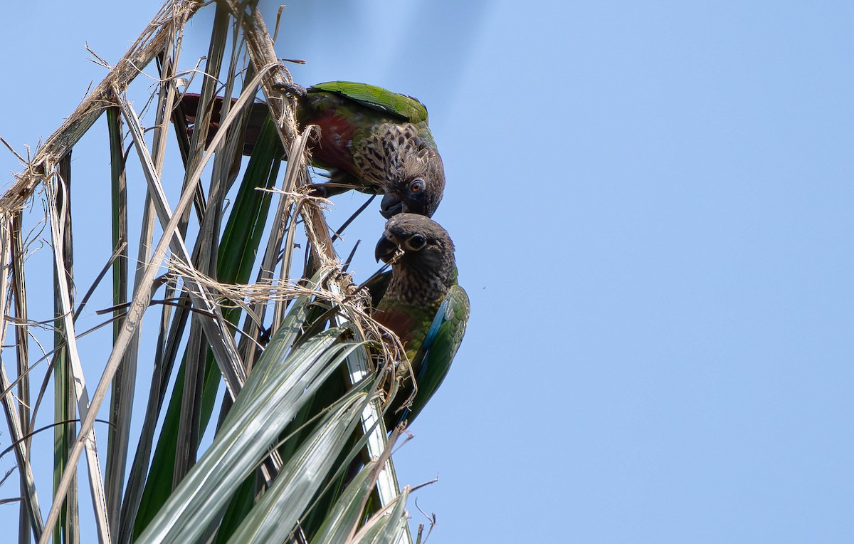 Santarem Parakeet (Madeira) - David Tripp Jr