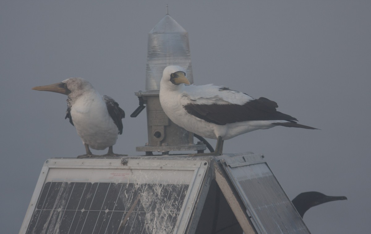 Masked Booby - ML610539967