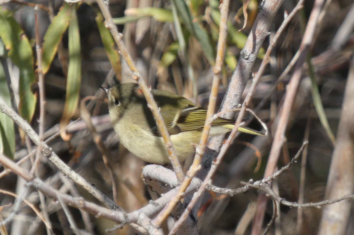 Ruby-crowned Kinglet - ML610539991