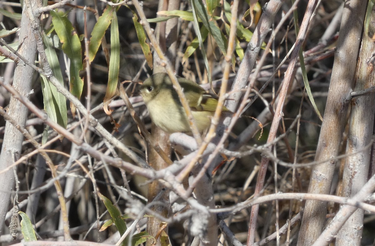 Ruby-crowned Kinglet - ML610539992