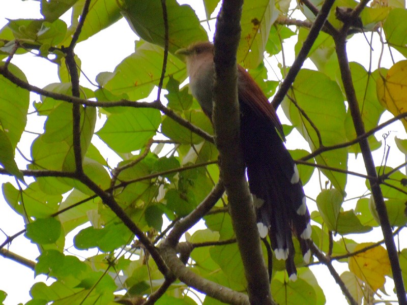 Squirrel Cuckoo - Adrian Romo Garcia