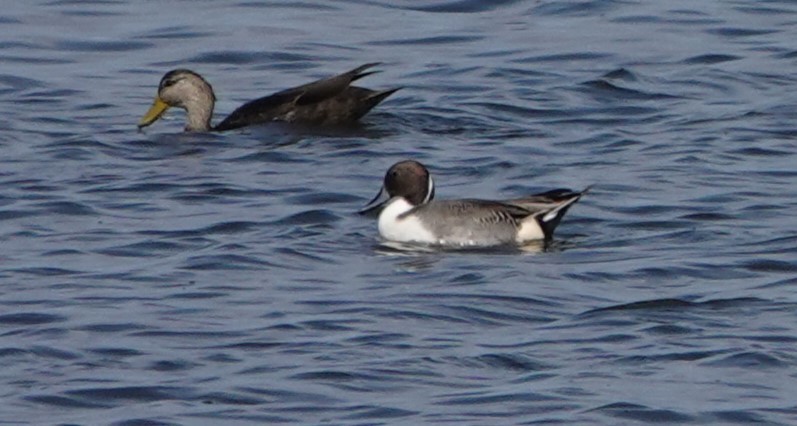 尖尾鴨 - ML610540033