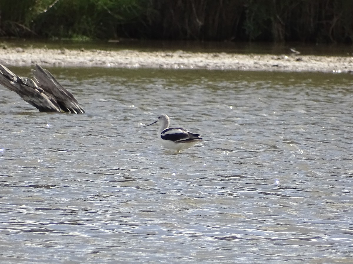 Avoceta Americana - ML610540057