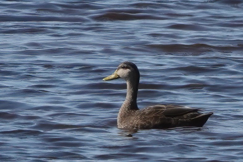 American Black Duck - ML610540059