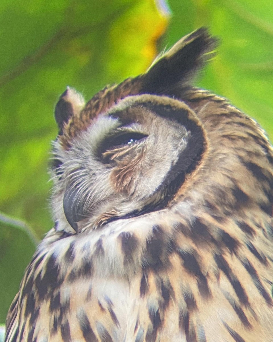 Striped Owl - ML610540076