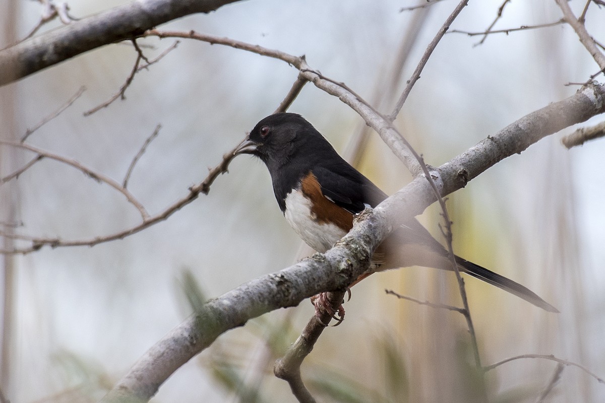 Eastern Towhee (Red-eyed) - Donna Wadsley