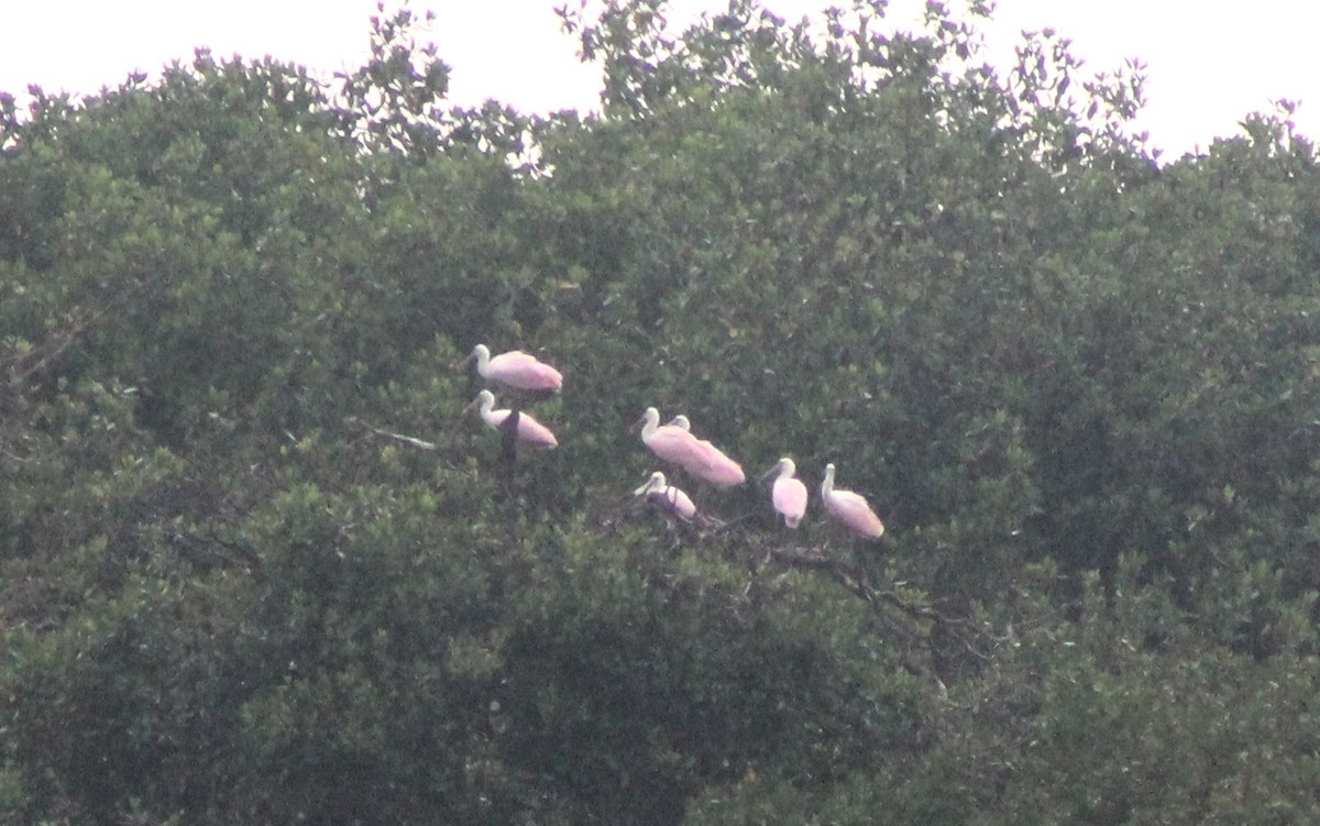 Roseate Spoonbill - Debi Watson