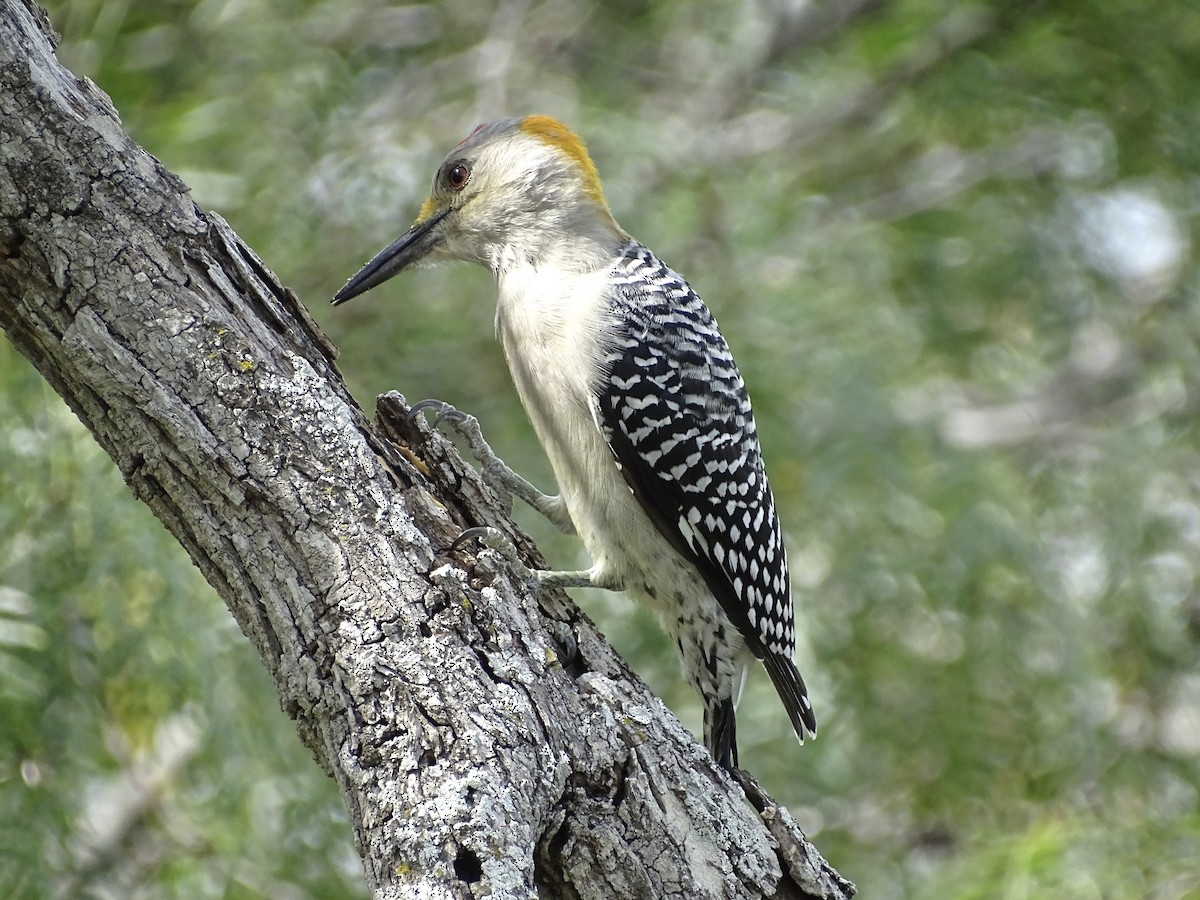 Golden-fronted Woodpecker - ML610540197