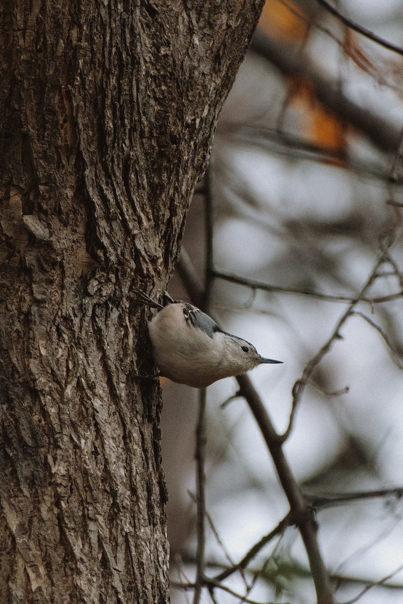 White-breasted Nuthatch - Anonymous