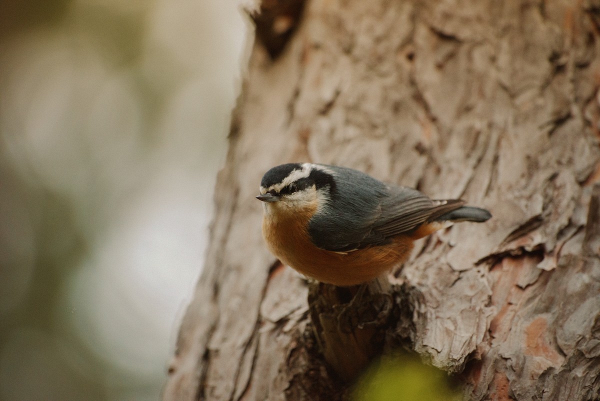 Red-breasted Nuthatch - ML610540368