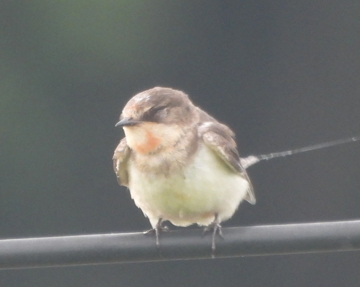 Golondrina Común - ML610540450