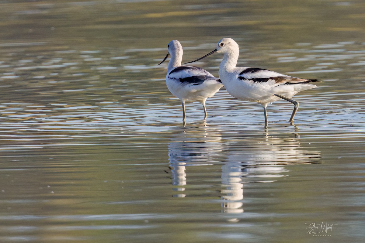 American Avocet - ML610540456