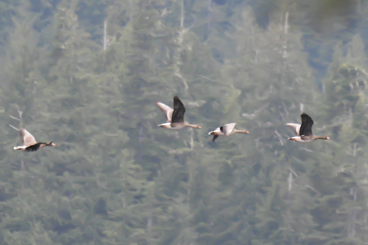 Greater White-fronted Goose - ML610540650