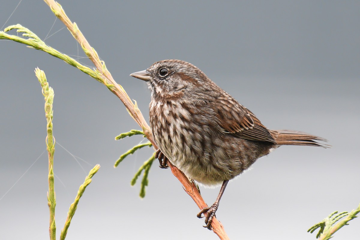 Song Sparrow - ML610540673