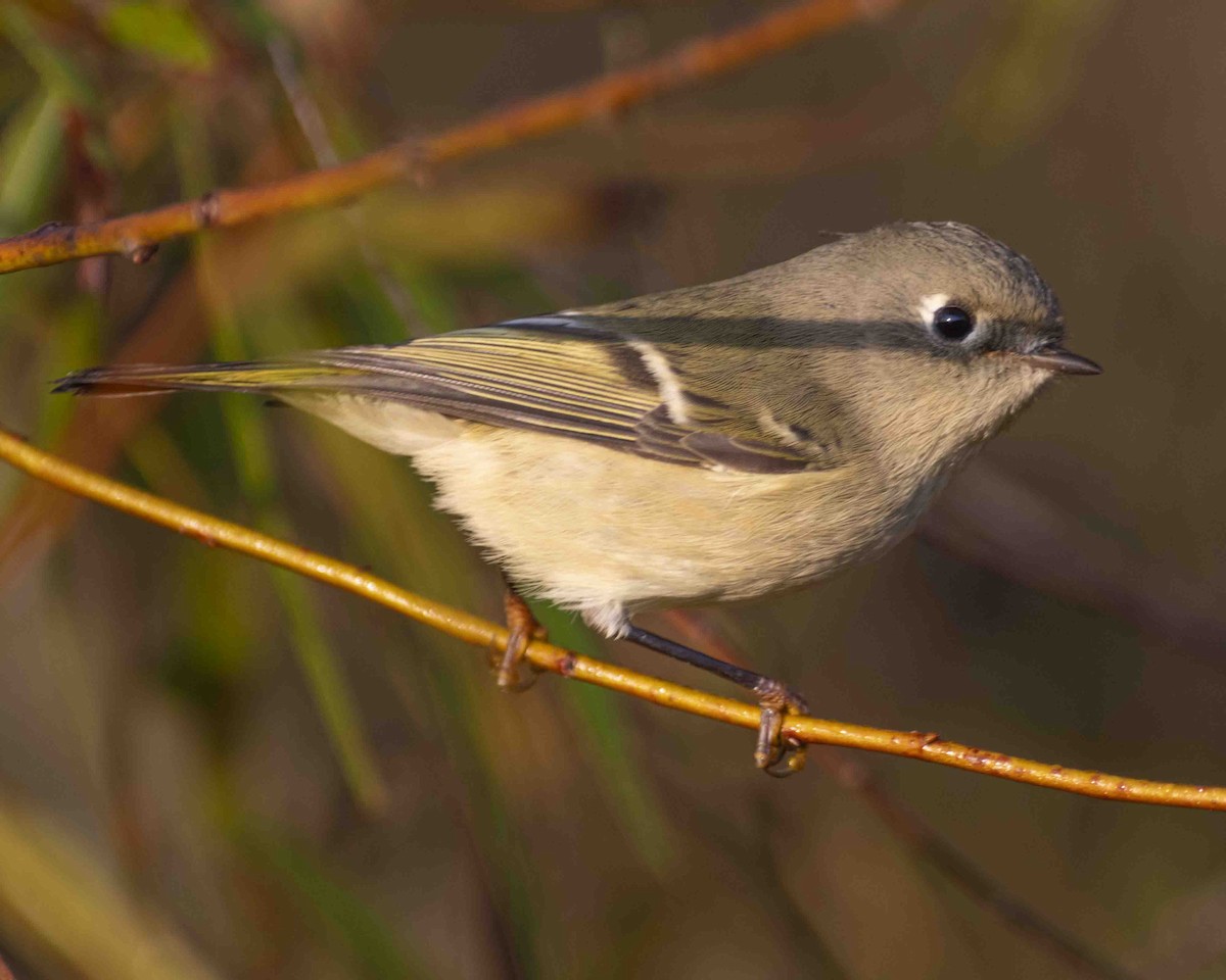 Ruby-crowned Kinglet - ML610540729
